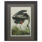 GREAT BLUE HERON BY JOHN J. AUDUBON
