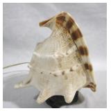 Seashell Lamp - 8" tall