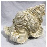 Seashell Decoration - 13 x 9