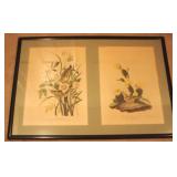 Framed Botanical Prints