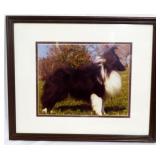 Picture of Sheltie in Frame 13.5x16