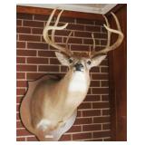 Deer Head Mount - 39" x 24"