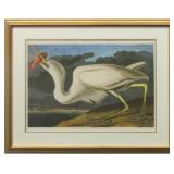 GREAT WHITE HERON BY JOHN J. AUDUBON