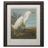 SNOWY HERON BY JOHN J. AUDUBON