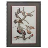 HAIRY WOODPECKER BY JOHN J. AUDUBON