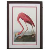 AMERICAN FLAMINGO BY JOHN J. AUDUBON