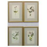 SET OF 4 ANTIQUE BIRDS BY JOHN J. AUDUBON