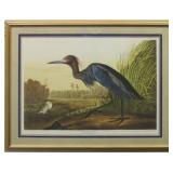 BLUE CRANE BY JOHN J. AUDUBON