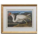 GREAT WHITE HERON BY JOHN J AUDUBON