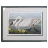 COMMON SWAN BY JOHN J AUDUBON