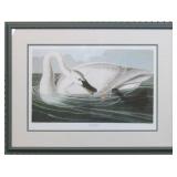 TRUMPETER SWAN BY JOHN J. AUDUBON