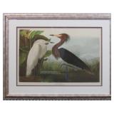 PURPLE HERON BY JOHN J AUDUBON