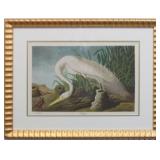 WHITE HERON BY JOHN J AUDUBON