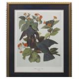 WHITE CROWNED PIGEON BY JOHN J AUDUBON