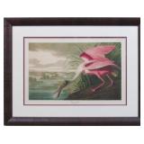 Roseate Spoonbill Giclï¿½e by John J Audubon