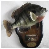 Taxidermy Fish Plaque 10.5x10