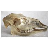 Animal Head Skull 11 x 6 x 5