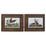 2 VA Rail/ Virginia Rail Giclï¿½e by John Audubon
