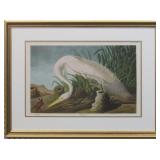 White Heron Giclï¿½e by John Audubon