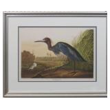 Blue Crane or White Heron by John J Audubon
