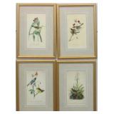 Set of 4 Antique Birds Giclï¿½e by John J Audubon