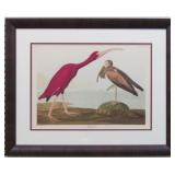 Scarlet Ibis Giclï¿½e by John J Audubon