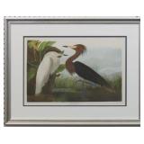Purple Heron Giclï¿½e by John Audubon