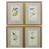 Set of 4 Antique Birds by John J Audubon