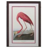 Pink Flamingo Giclee by John J Audubon