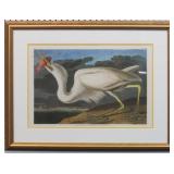 Great White Heron by John J Audubon