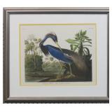 Louisiana Heron Giclee by John J Audubon