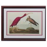 Scarlett Ibis Giclee by John J Audubon