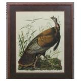 Wild Turkey Giclee by John J Audubon