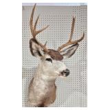8-Point Deer Taxidermy - 40" tall