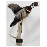 Taxidermy Duck Wall Art 21"