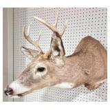 6-Point Deer Taxidermy - 39" Long