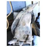 Penguin Statue - 18 x 12 x 17