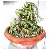 Planter - 23 x 12