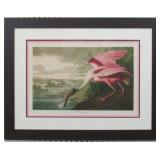SPOONBILL BY JOHN J AUDUBON
