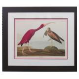 SCARLET IBIS BY JOHN J AUDUBON
