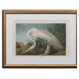 WHITE HERON BY JOHN J AUDUBON