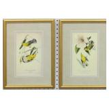 SET OF 2 ANTIQUE BIRDS BY JOHN J AUDUBON