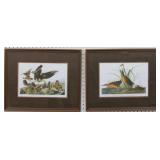 VIRGINIA RAIL/ VIRGINIA PARTRIDGE GICLEE BY JOHN J