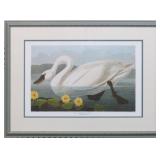 COMMON AMERICAN SWAN BY JOHN J AUDUBON