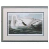 TRUMPETER SWAN BY JOHN J AUDUBON