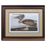 BROWN PELICAN BY JOHN J AUDUBON