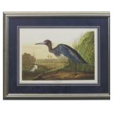 BLUE HERON BY JOHN J AUDUBON