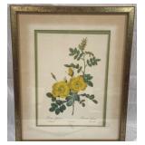 Framed Rose Print - 18 x 22