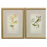 SET OF 2 ANTIQUE BIRDS BY JOHN J AUDUBON