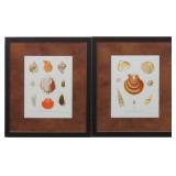 SET OF 2 SEA SHELLS